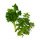 1 Small Bunch Parsley & Mint